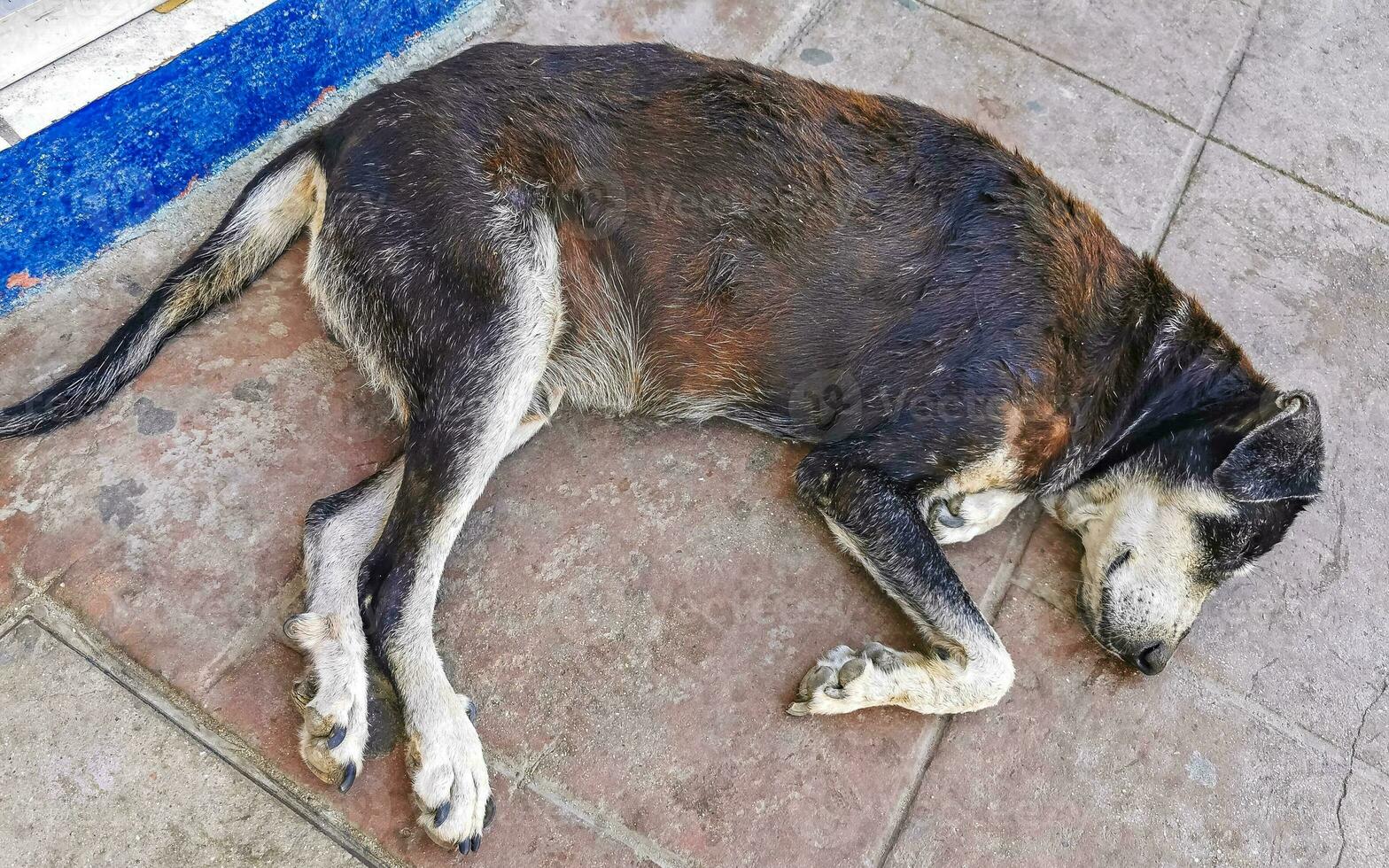 Stray dog sleeps and relaxes on the street in Mexico. photo