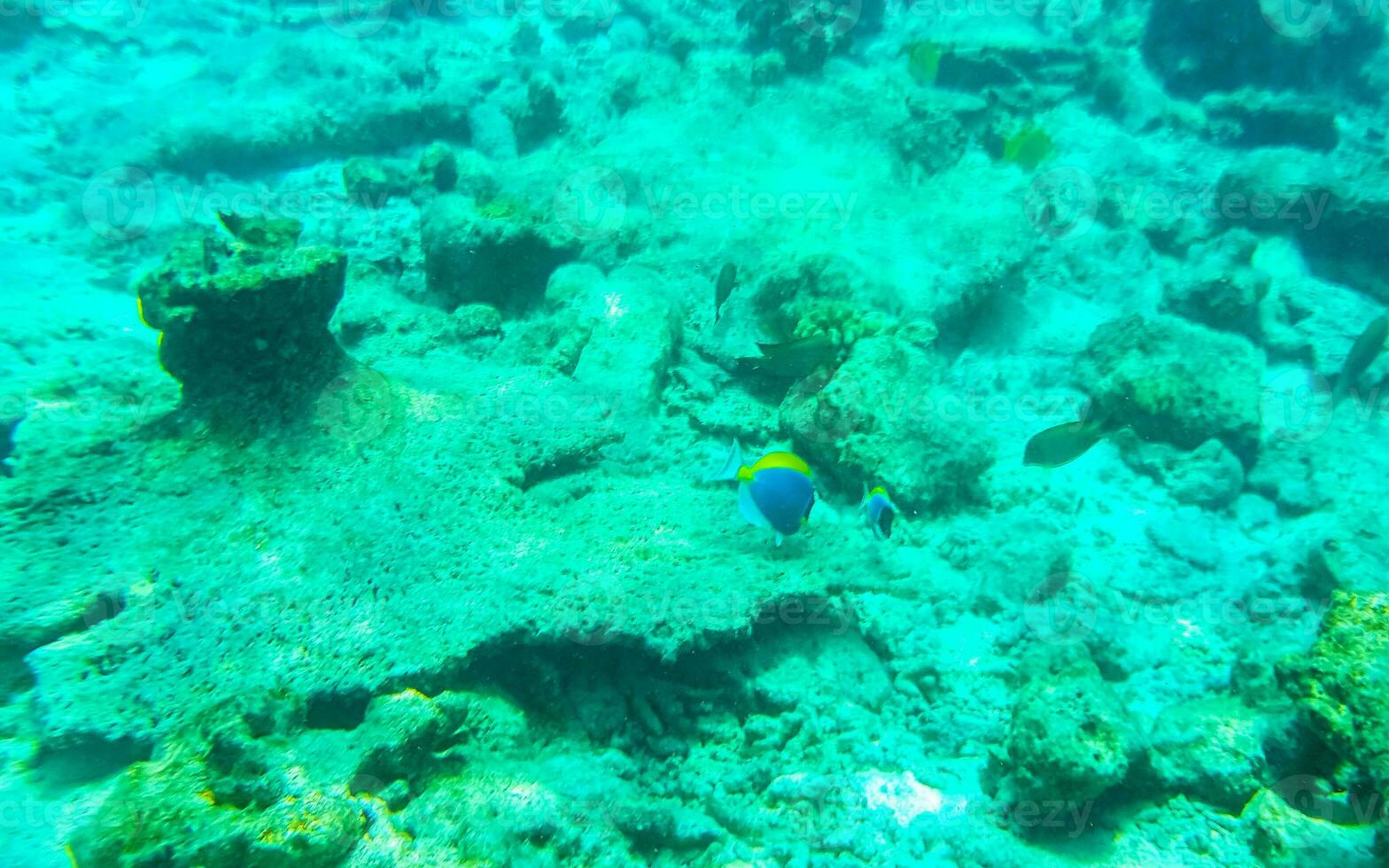 Snorkeling underwater views fish Corals turquoise water Rasdhoo island Maldives. photo
