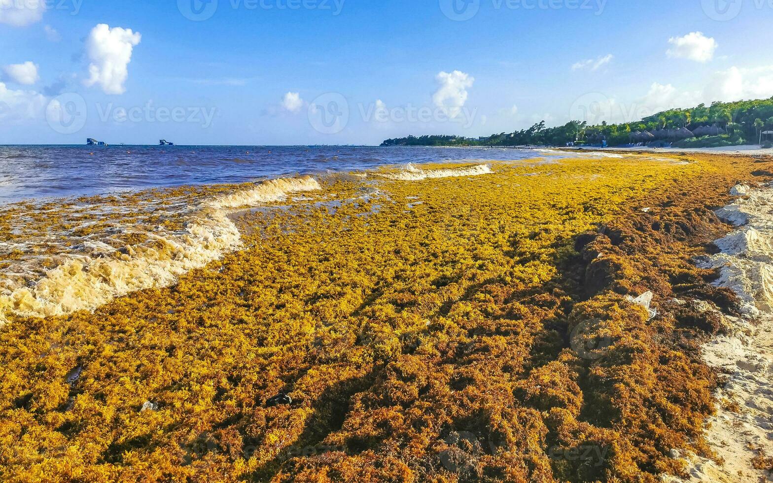 hermosa playa caribeña totalmente sucia sucio asqueroso problema de algas mexico. foto