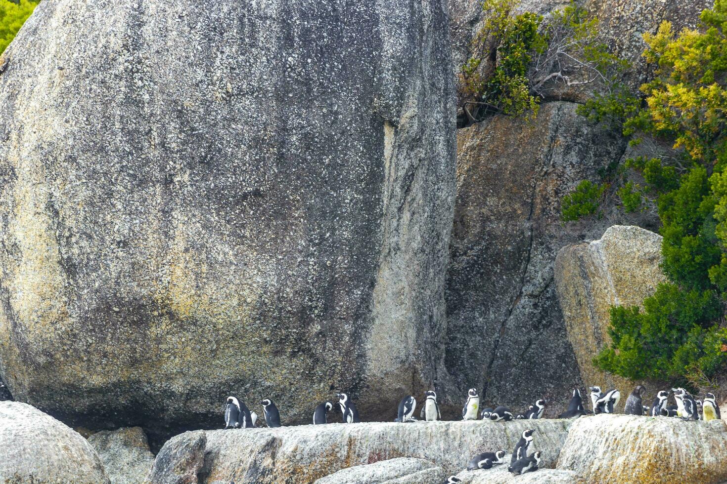 South african penguins colony of spectacled penguins penguin Cape Town. photo