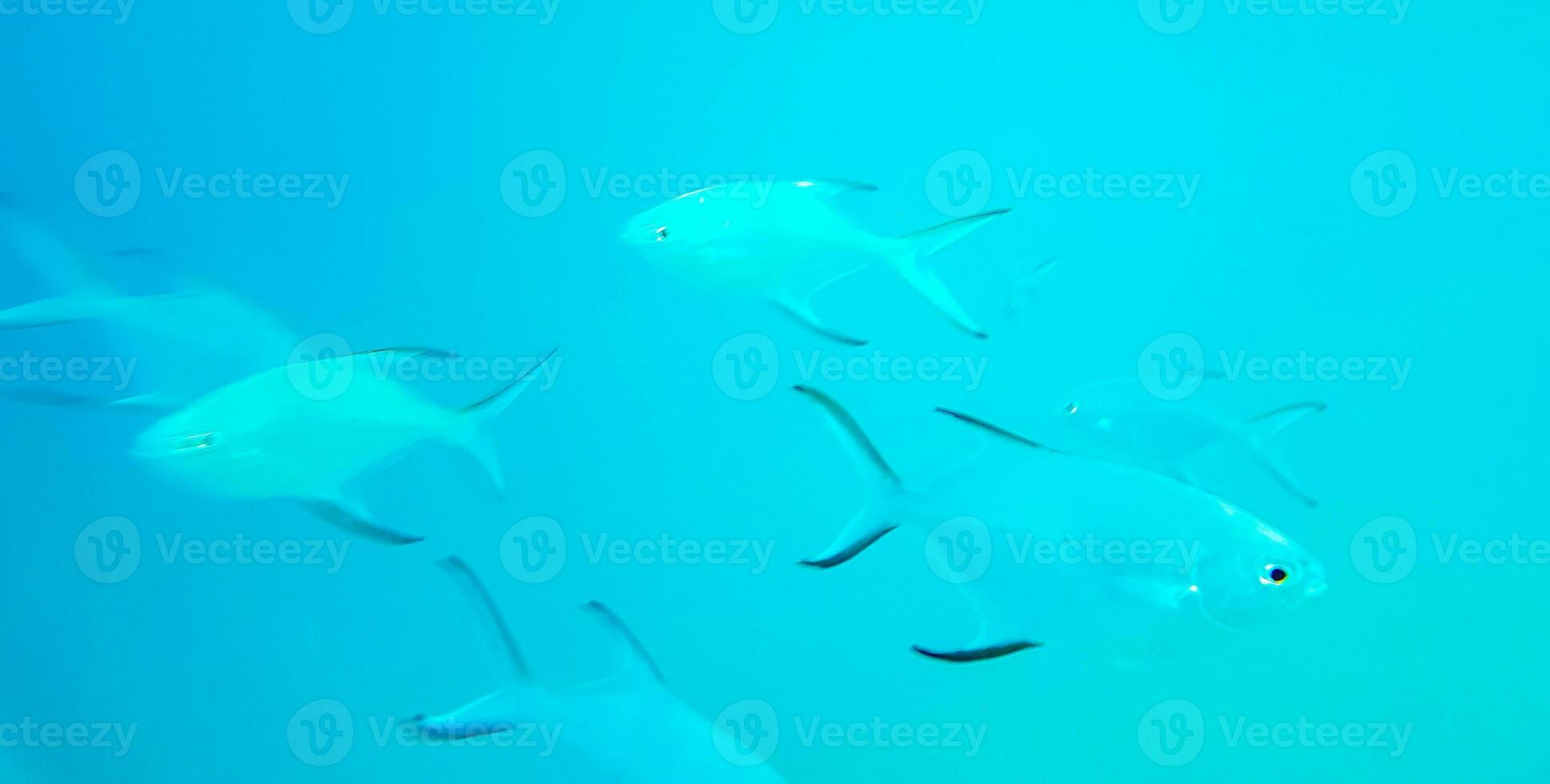 bucear submarino puntos de vista pescado corales turquesa agua rasdhoo isla Maldivas. foto