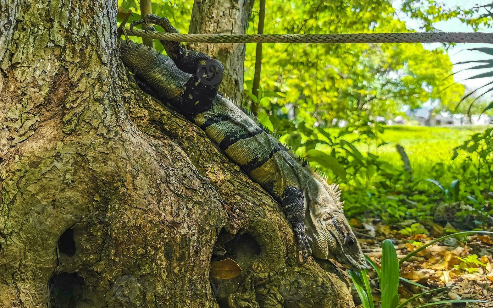 Iguana lying sitting on a branch of a tree Mexico. photo