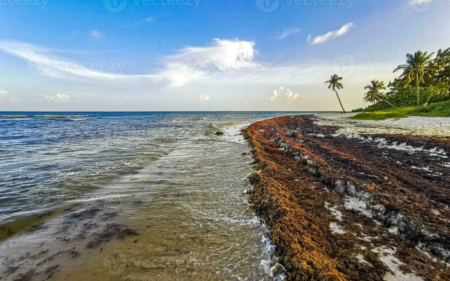 Beautiful Caribbean beach totally filthy dirty nasty seaweed problem Mexico. photo