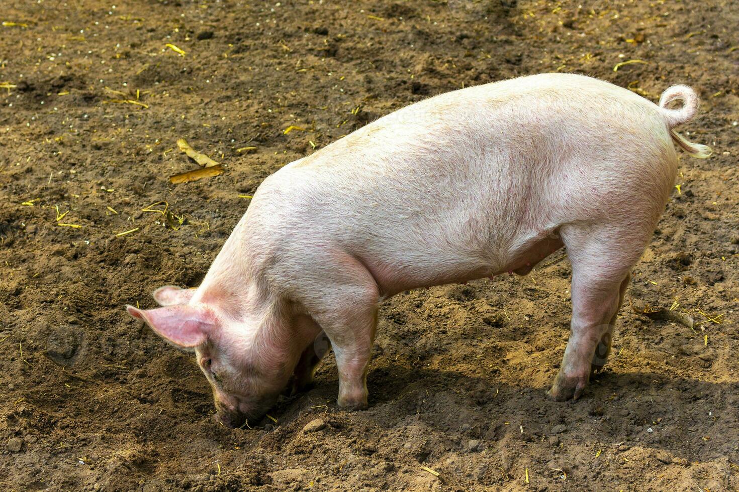 Domestic pigs in the enclosure zoo Keukenhof park Lisse Netherlands. photo