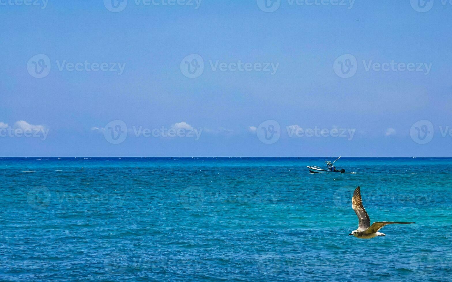 Flying seagull bird with blue sky background clouds in Mexico. photo