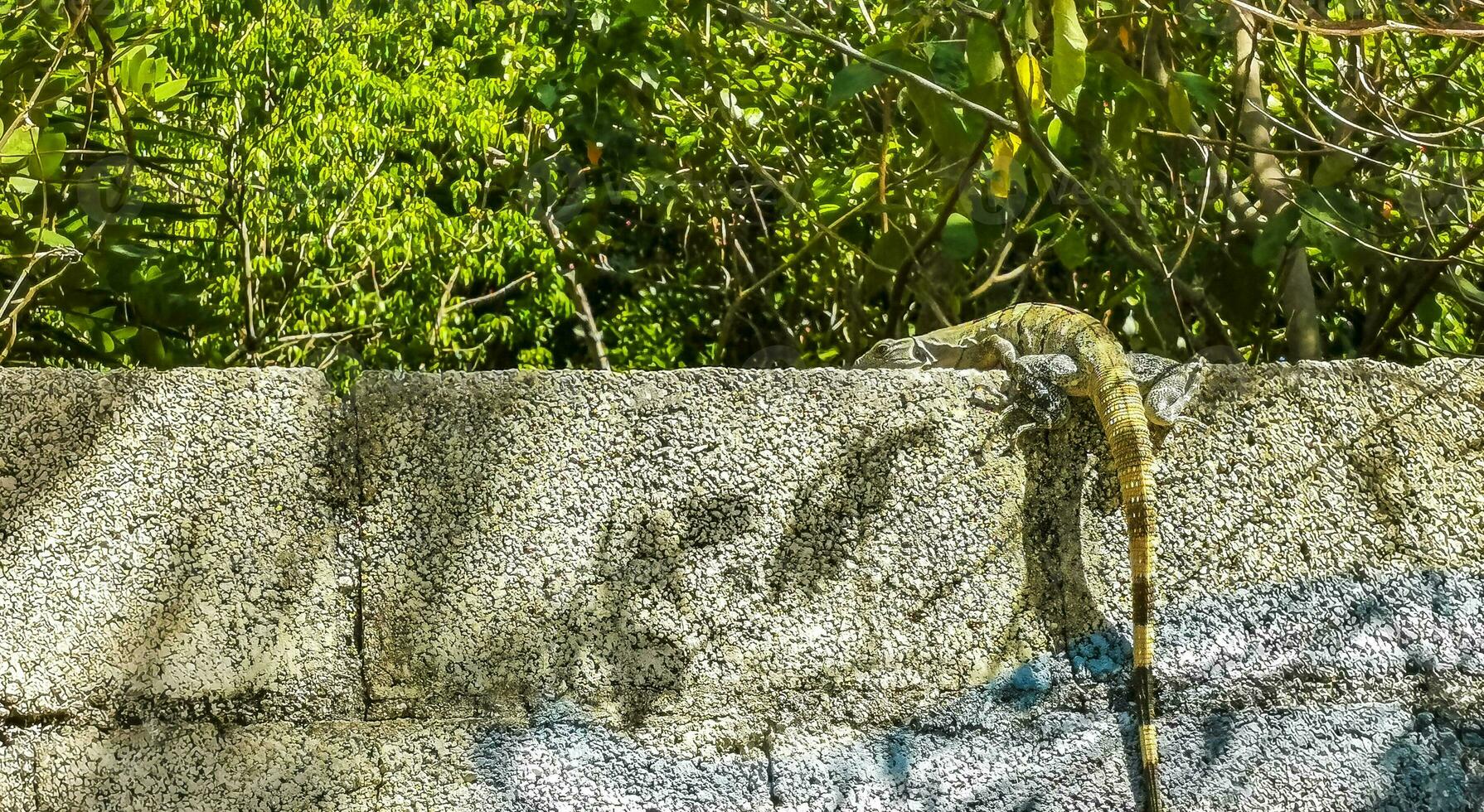 Mexican iguana lies on wall in tropical nature Mexico. photo