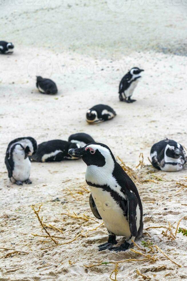 South african penguins colony of spectacled penguins penguin Cape Town. photo