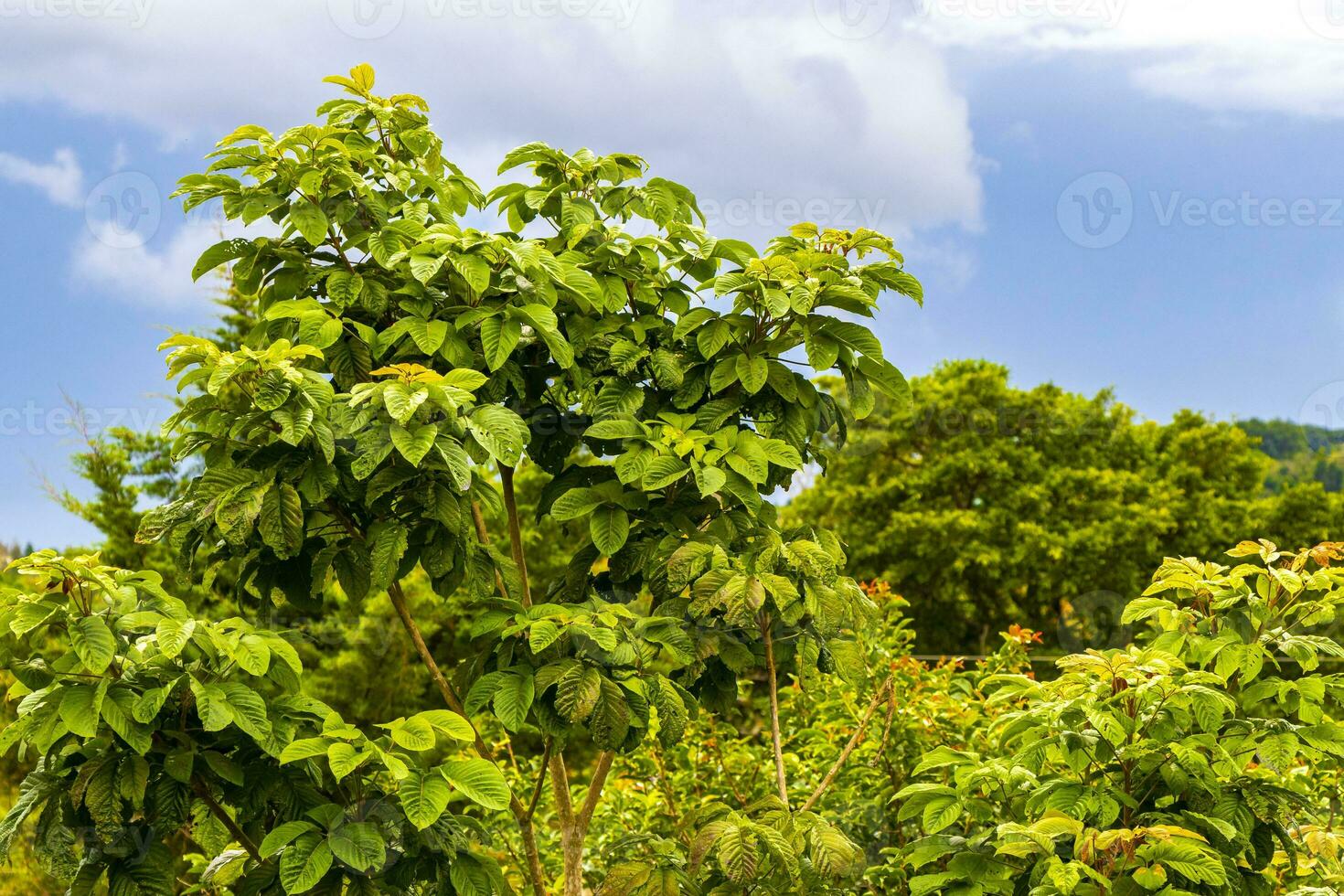 High trees firs nature plants mountains and forests Costa Rica. photo