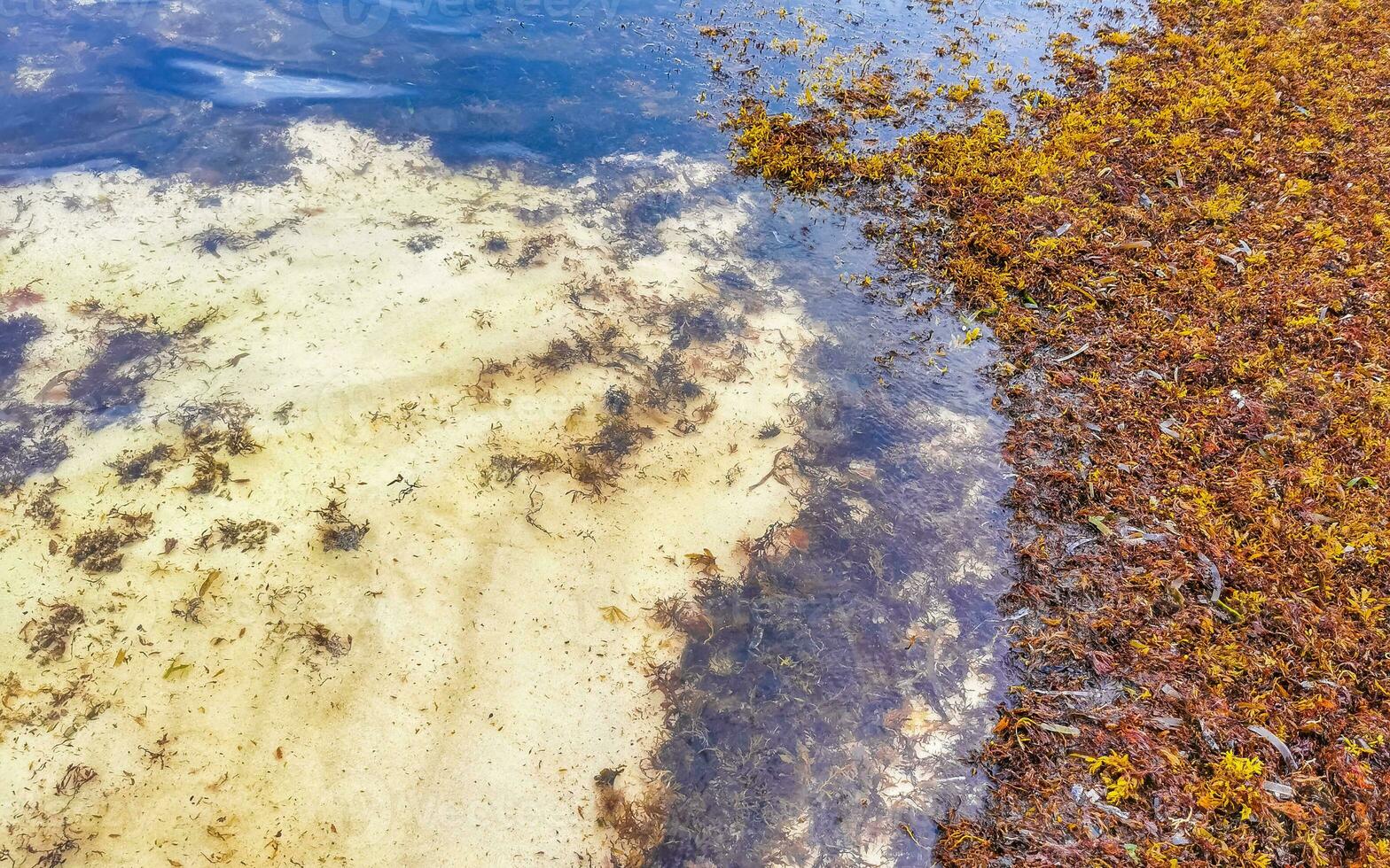 Beautiful Caribbean beach totally filthy dirty nasty seaweed problem Mexico. photo