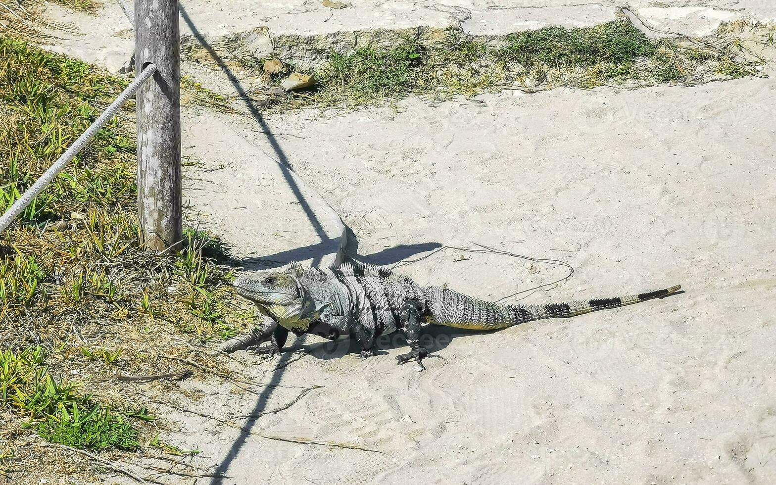Iguana on ground Tulum ruins Mayan site temple pyramids Mexico. photo