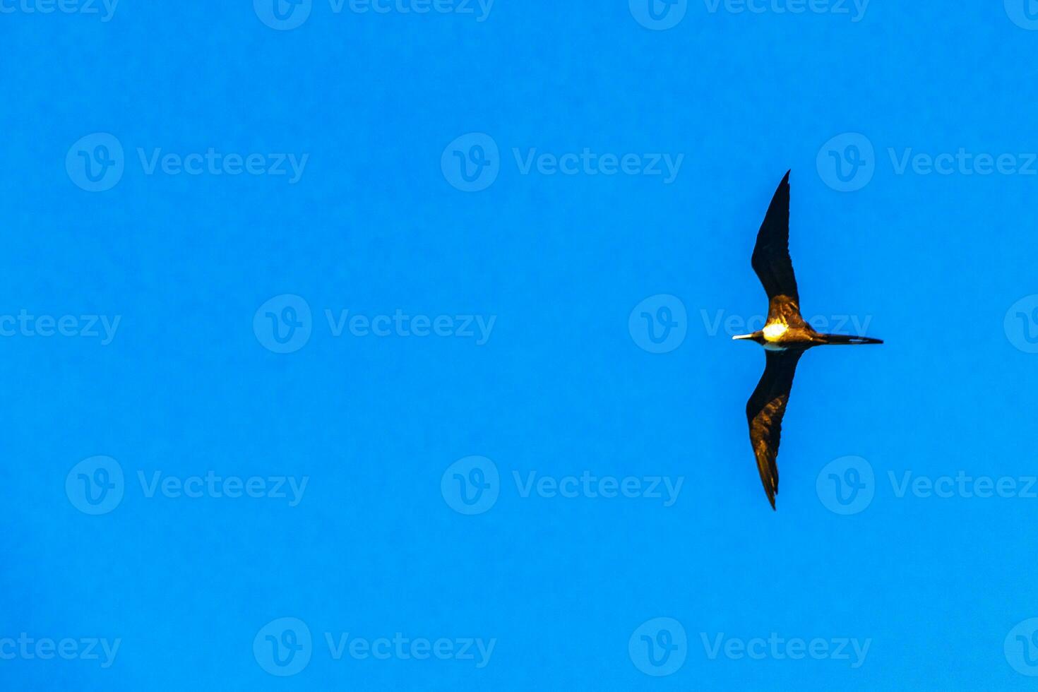 Fregat birds flock fly blue sky clouds background in Mexico. photo
