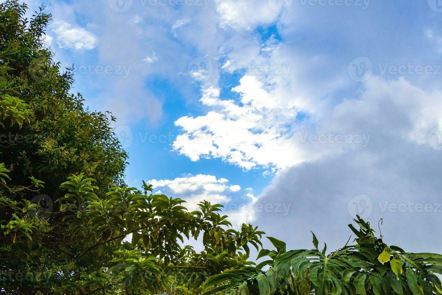 High trees firs nature plants mountains and forests Costa Rica. photo