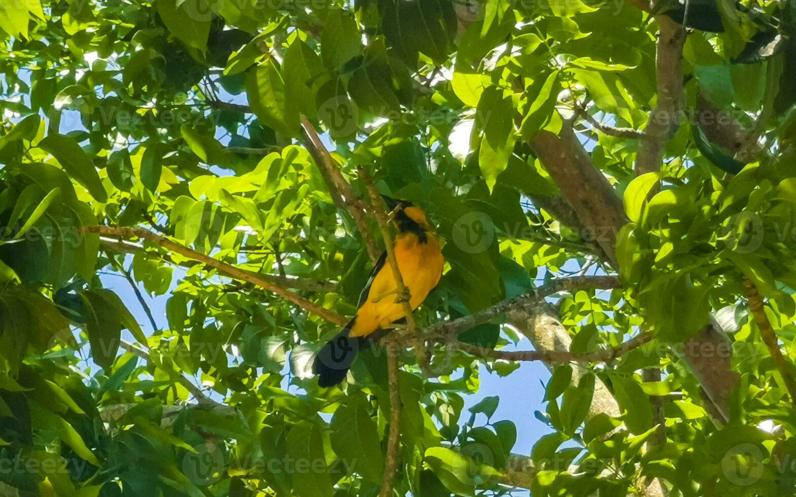 Tropical Caribbean yellow orange birds parrots exotic nature beach Mexico. photo