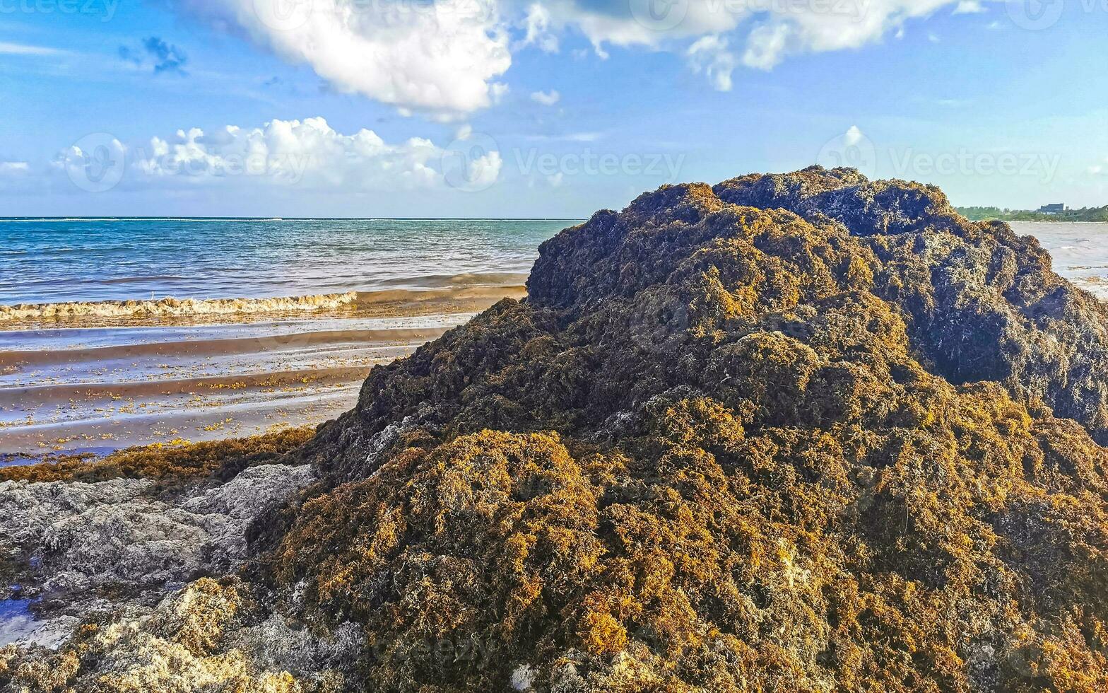 Beautiful Caribbean beach totally filthy dirty nasty seaweed problem Mexico. photo
