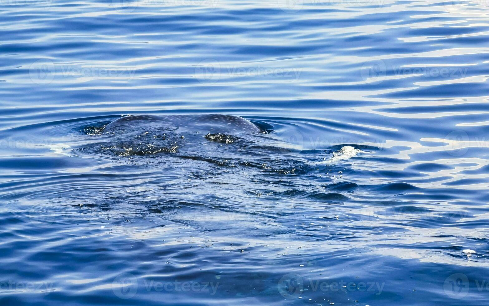 Huge whale shark swims on the water surface Cancun Mexico. photo