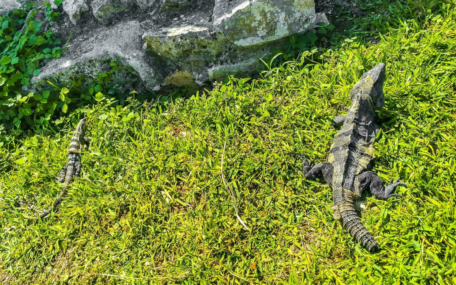 Iguana on grass Tulum ruins Mayan site temple pyramids Mexico. photo