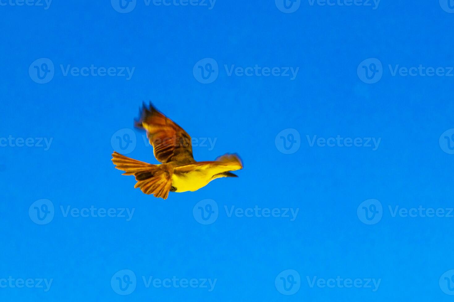 Great kiskadee flying and playing at tropical Caribbean tree nature. photo