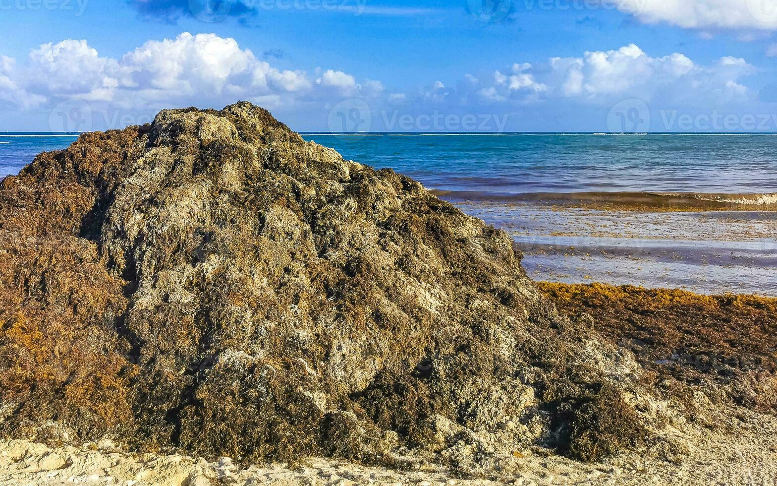 Beautiful Caribbean beach totally filthy dirty nasty seaweed problem Mexico. photo