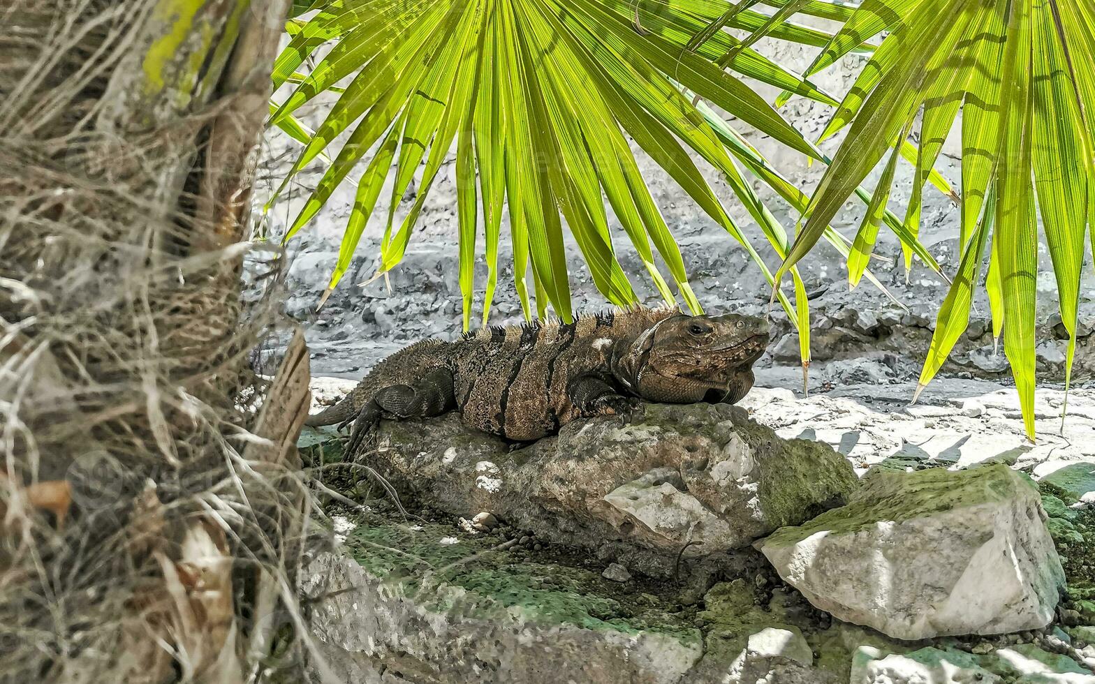 Iguana on rock Tulum ruins Mayan site temple pyramids Mexico. photo