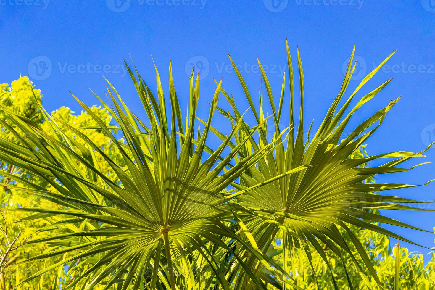 Tropical green exotic Caribbean Maya Chit palm palms rainforest Mexico. photo