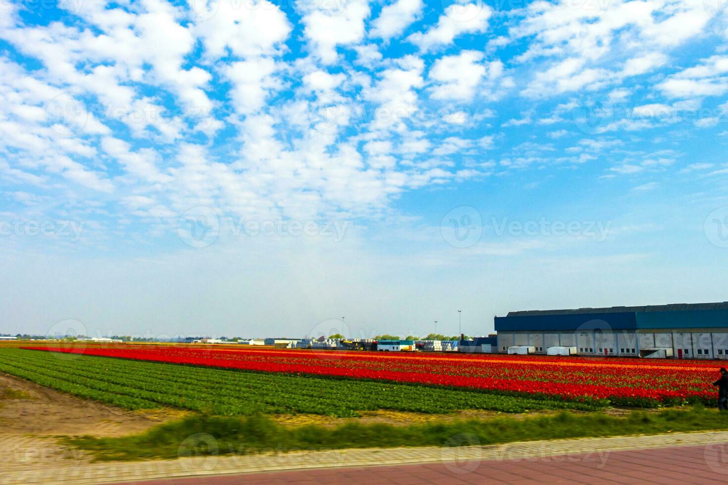 Passing the colorful red yellow green tulip fields Holland Netherlands. photo