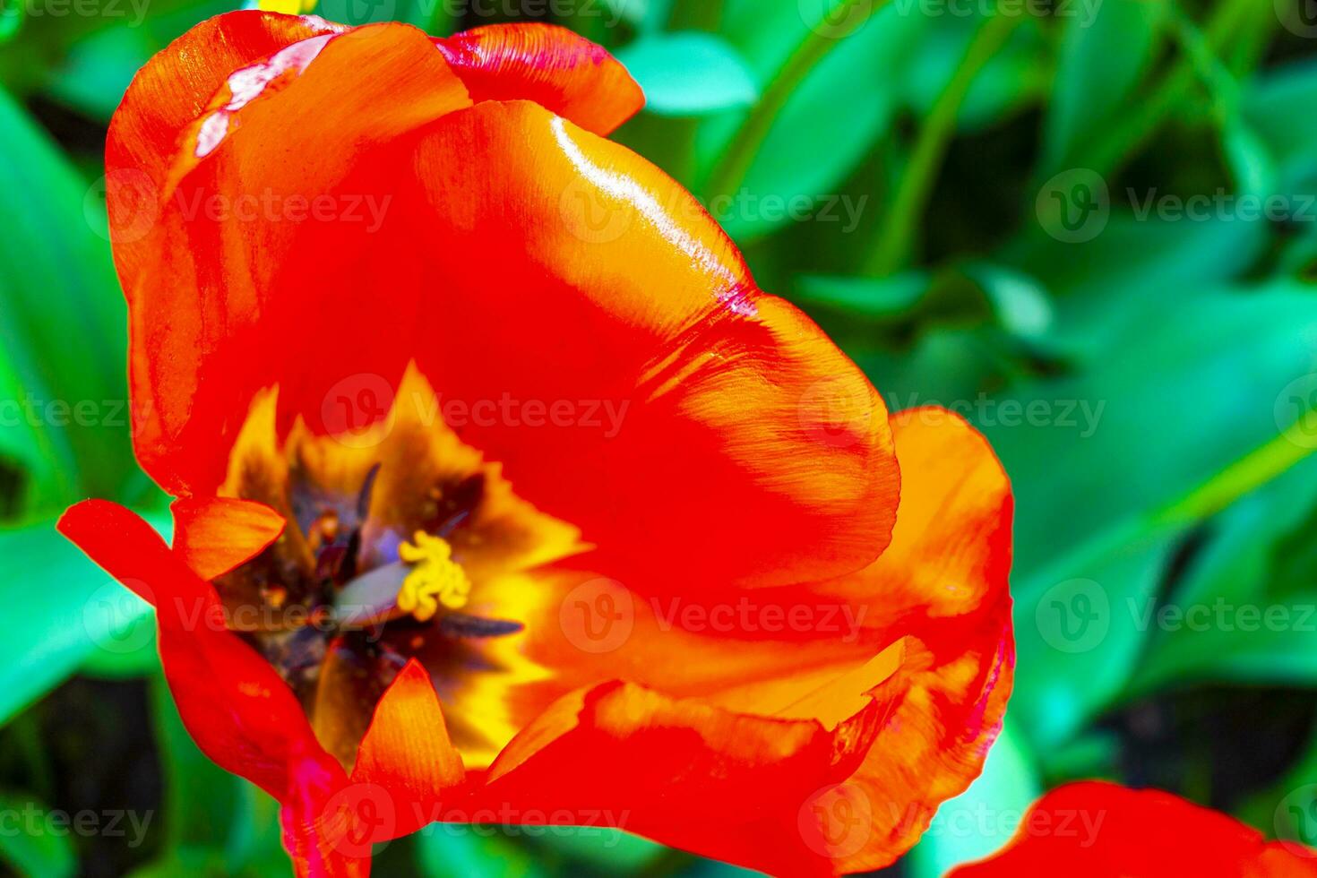 Many colorful tulips daffodils in Keukenhof park Lisse Holland Netherlands. photo