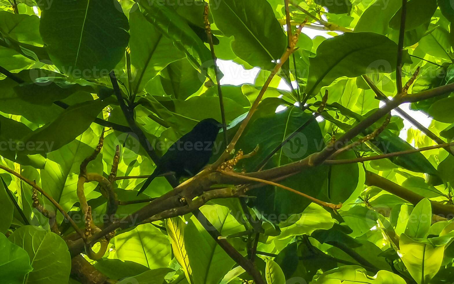 Tropical Caribbean bird in the exotic nature and beach Mexico. photo