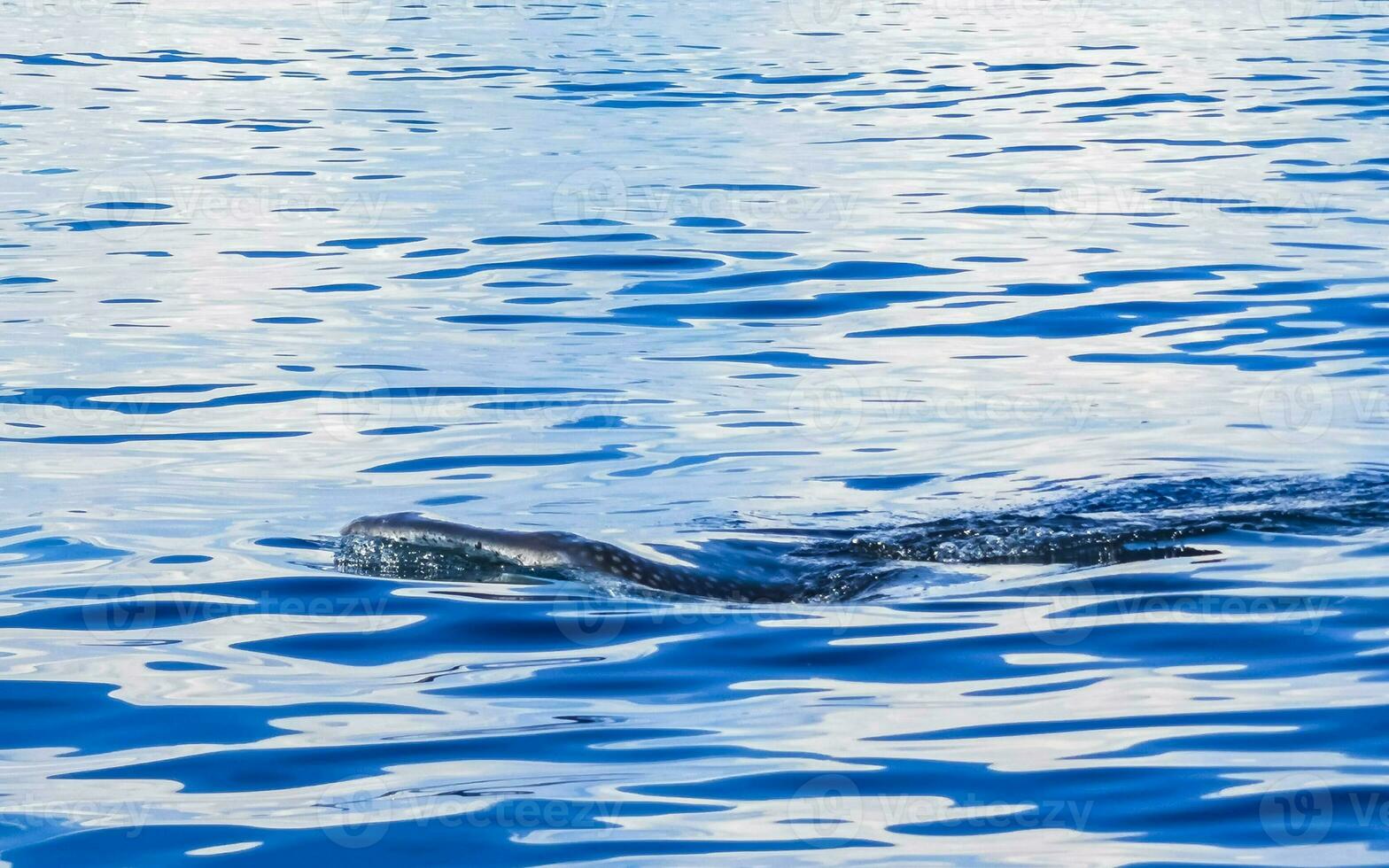 Huge whale shark swims on the water surface Cancun Mexico. photo