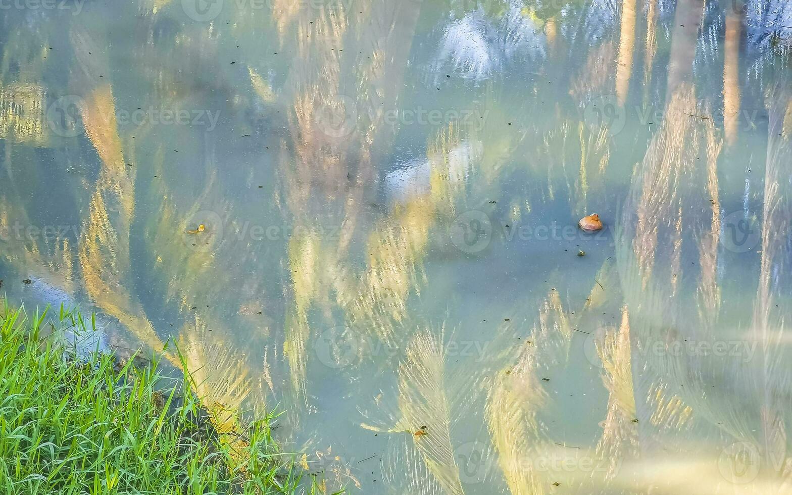 Green beautiful tropical river Freshwater Lagoon in Puerto Escondido Mexico. photo