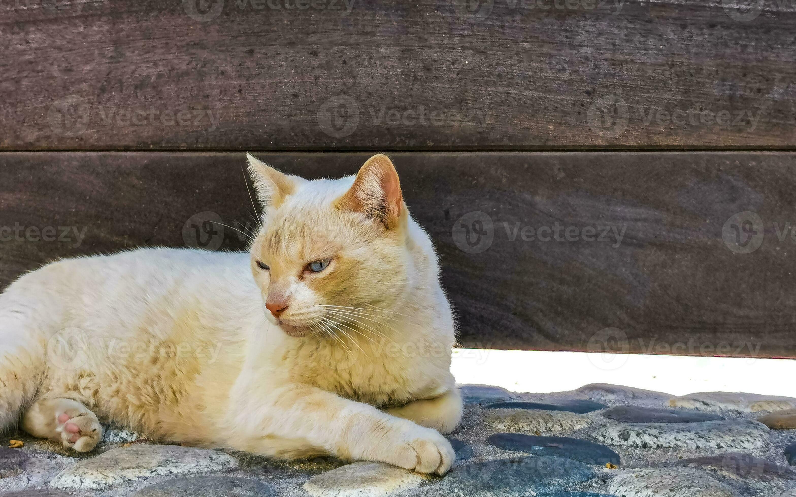 Cute stray cat sleeping and relaxing outside in free nature. 29845837