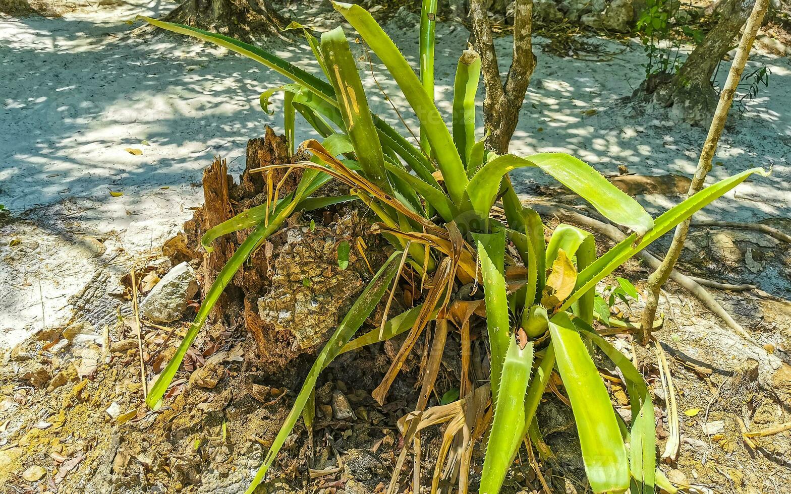 Tropical jungle and nature with trees branches plants flowers Mexico. photo