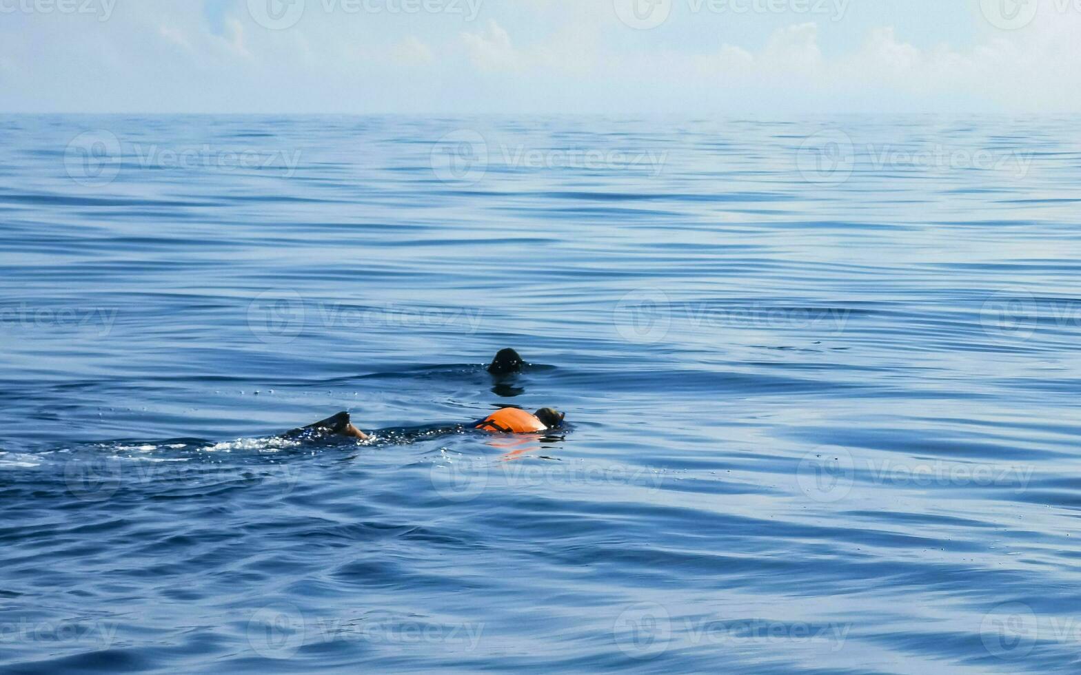 Huge whale shark swims on the water surface Cancun Mexico. photo