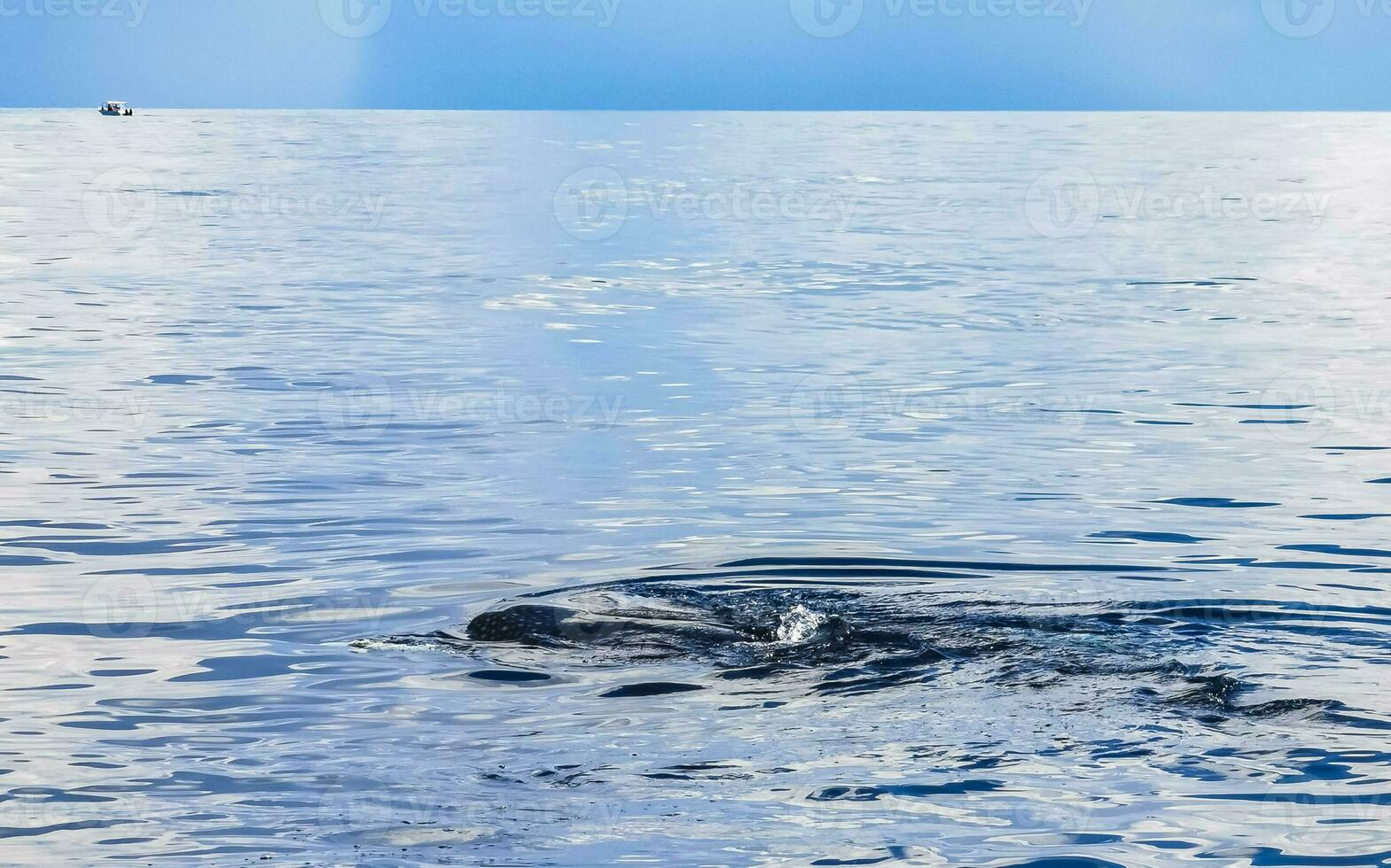 Huge whale shark swims on the water surface Cancun Mexico. photo