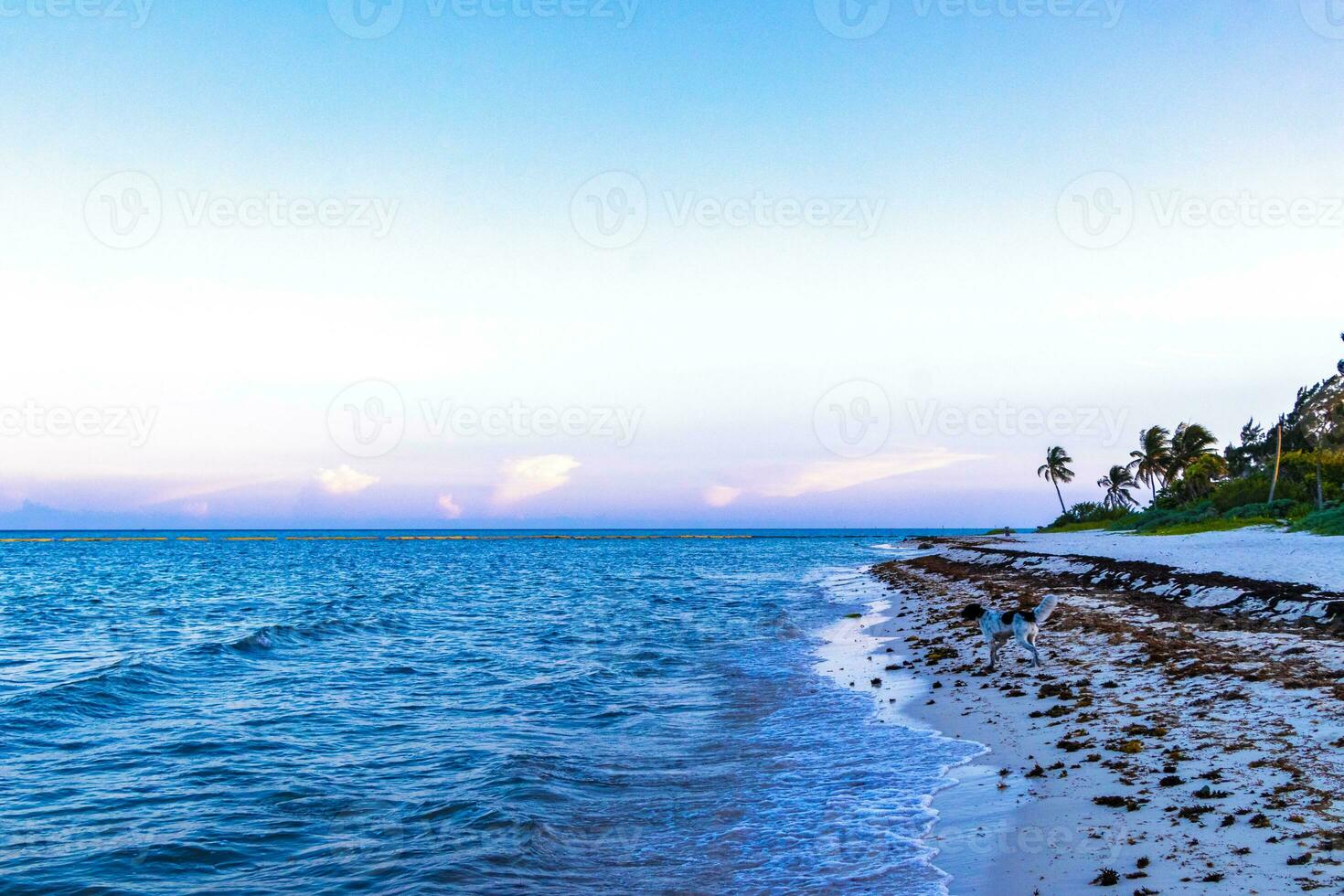 Tropical mexican beach clear turquoise water Playa del Carmen Mexico. photo