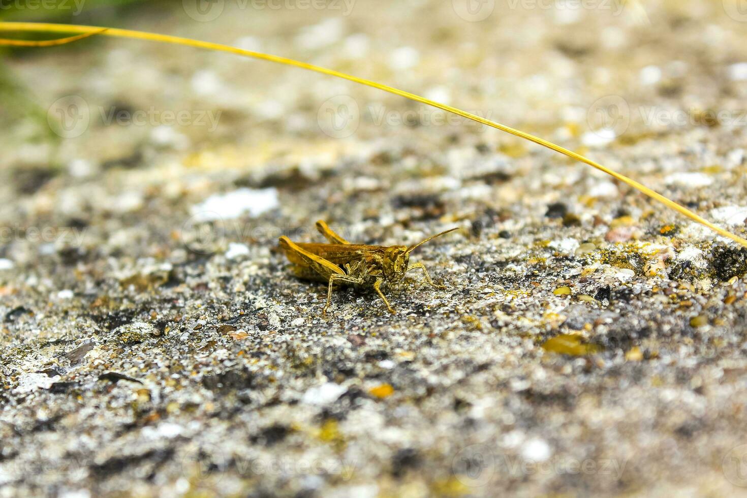 Close macro shot of a grasshopper on the ground street. photo