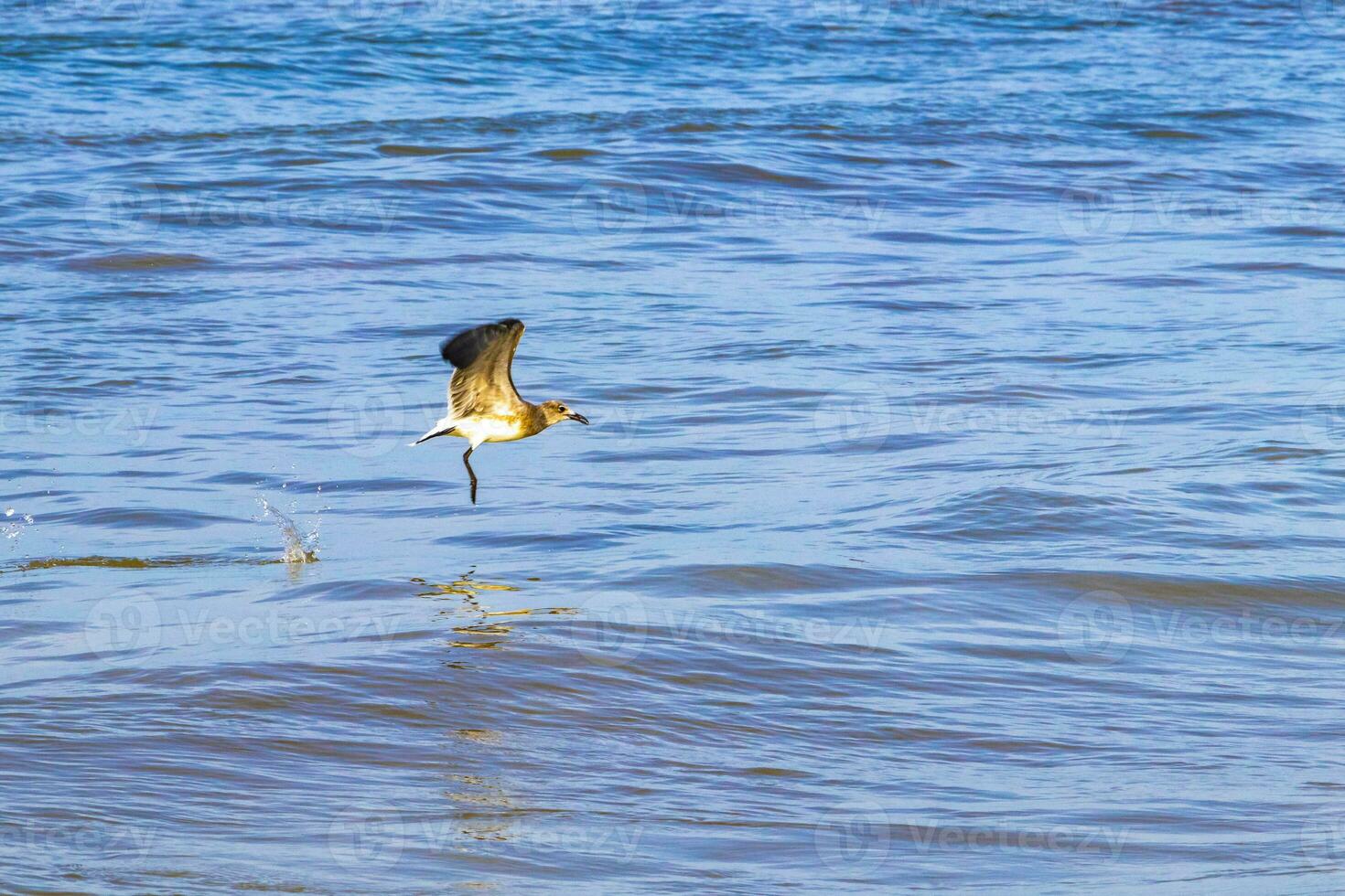 Flying seagull bird catching food fish out the water Mexico. photo