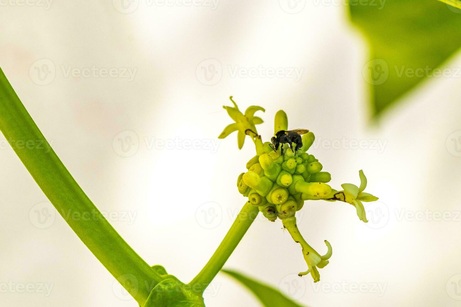 Noni fruit Morinda citrifolia with flowers popular with ants Mexico. photo