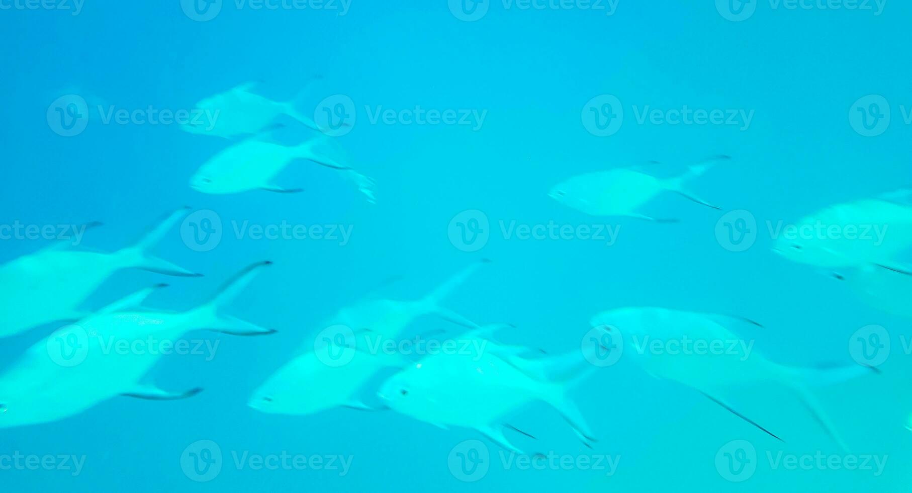 Snorkeling underwater views fish Corals turquoise water Rasdhoo island Maldives. photo