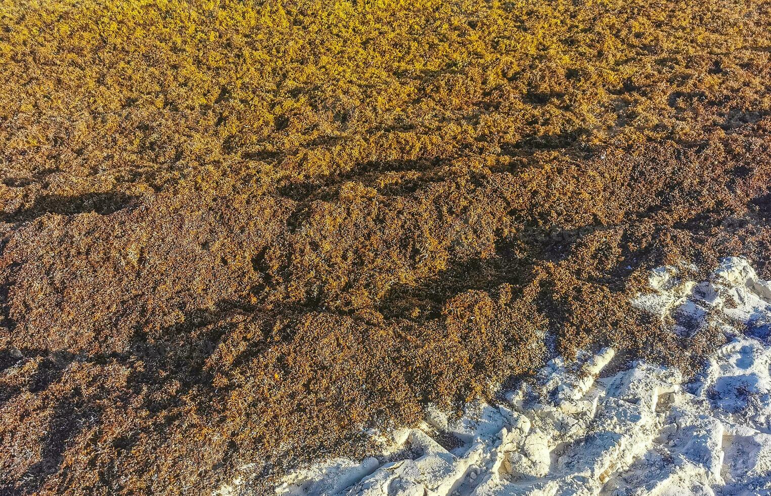 hermosa playa caribeña totalmente sucia sucio asqueroso problema de algas mexico. foto