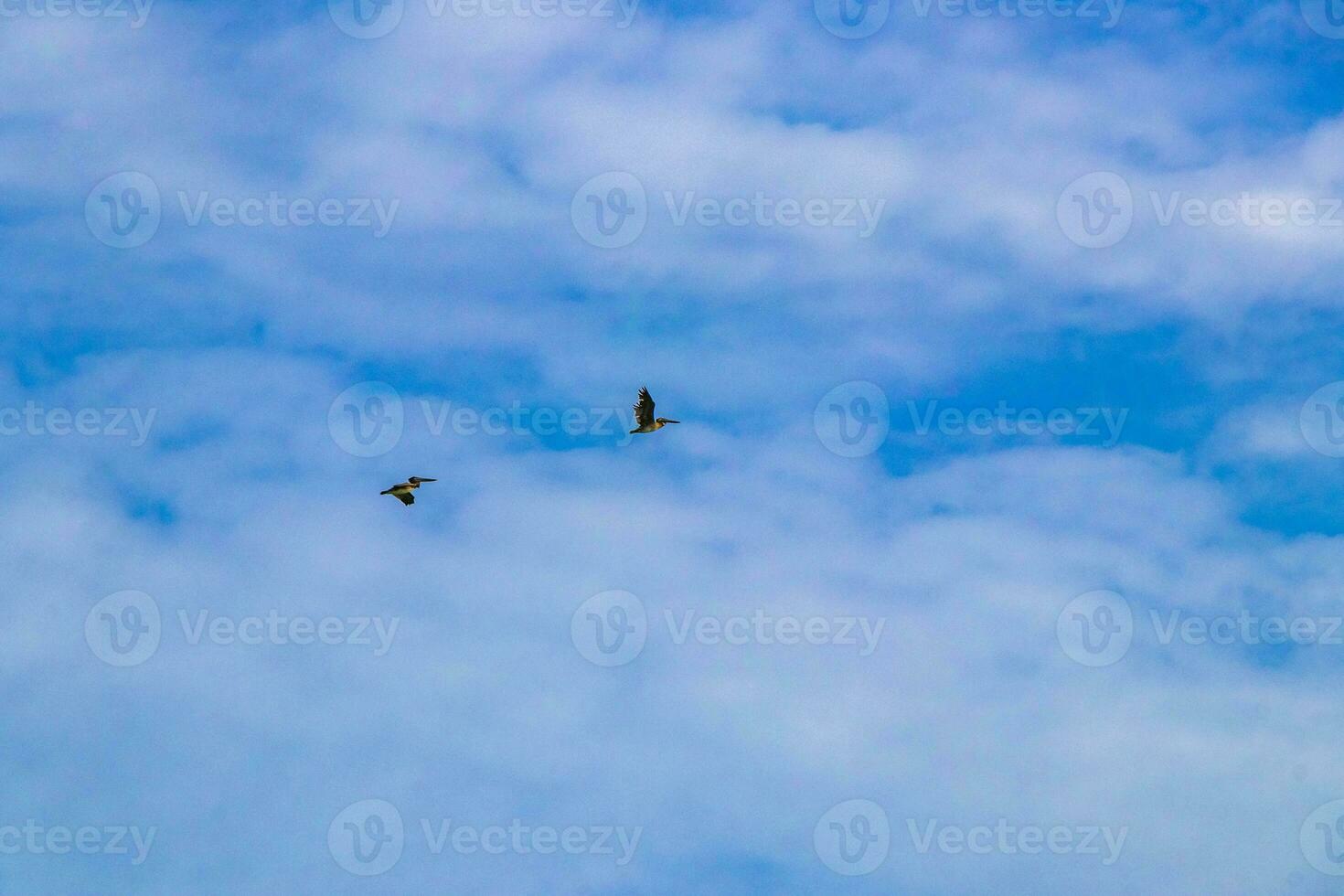 hermoso pájaro pelícano pájaros pelícanos volando sobre el mar méxico. foto