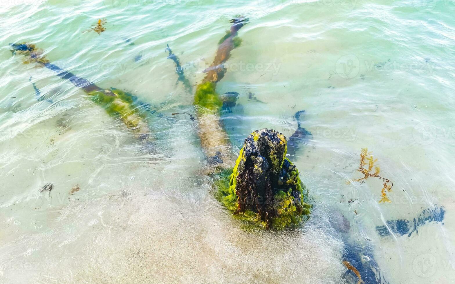 Beautiful Caribbean beach with washed up tree trunk wood Mexico. photo