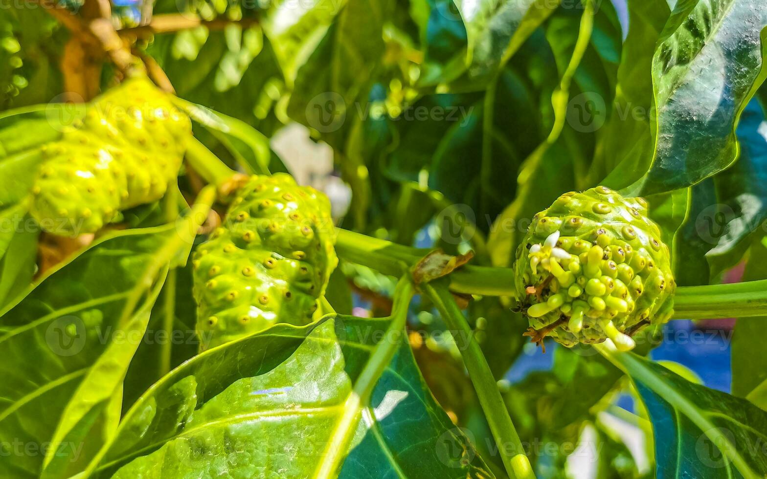 Noni fruit Morinda citrifolia with flowers popular with ants Mexico. photo