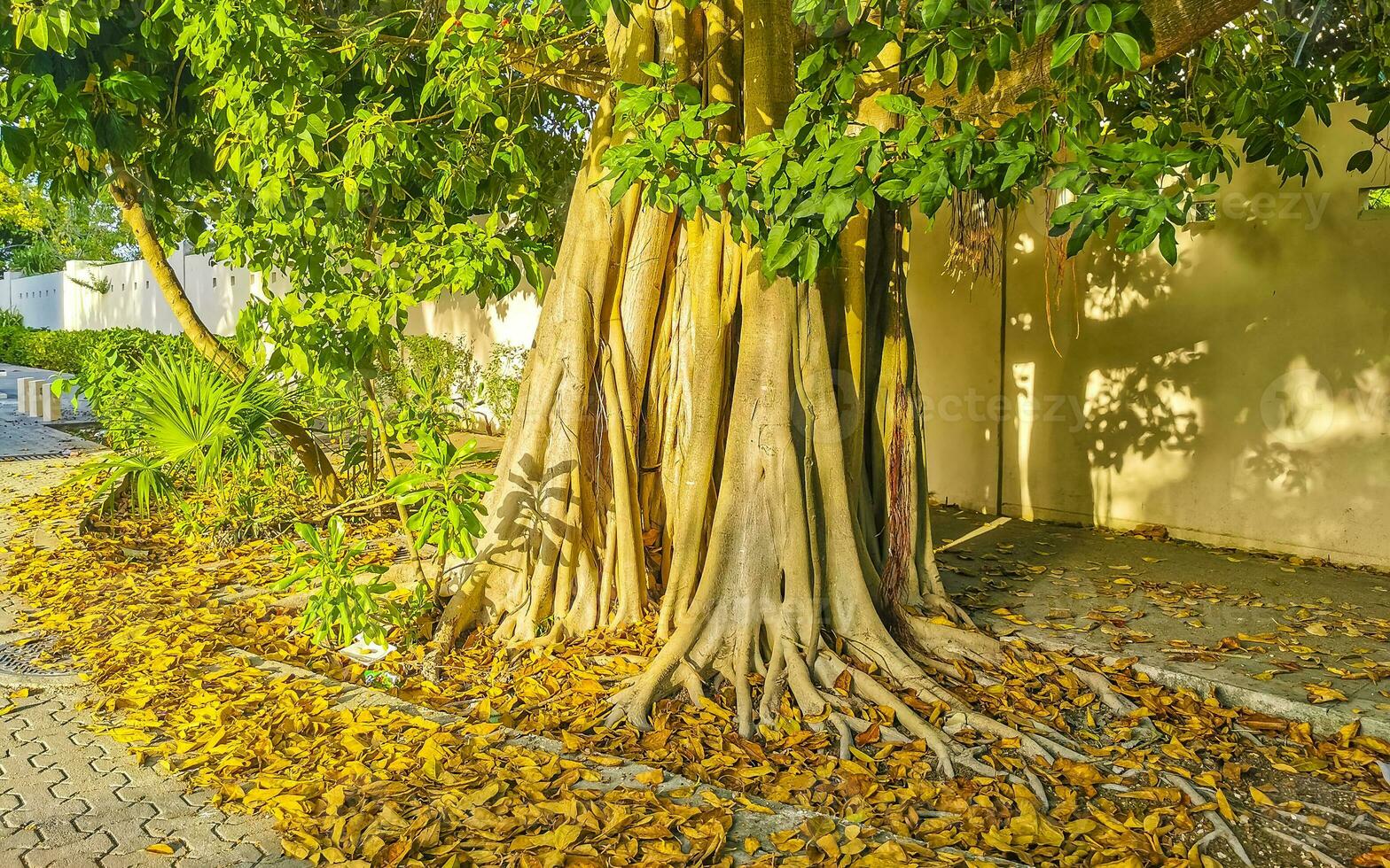 Huge beautiful Ficus maxima Fig tree Playa del Carmen Mexico. photo