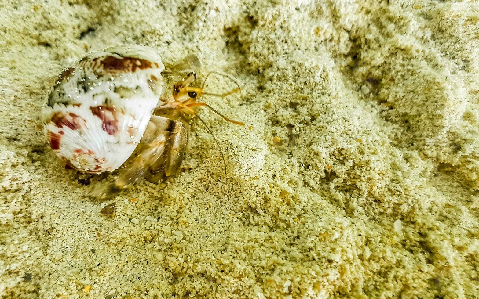 ermitaño cangrejo cangrejos gateando en playa arena rasdhoo isla Maldivas. foto