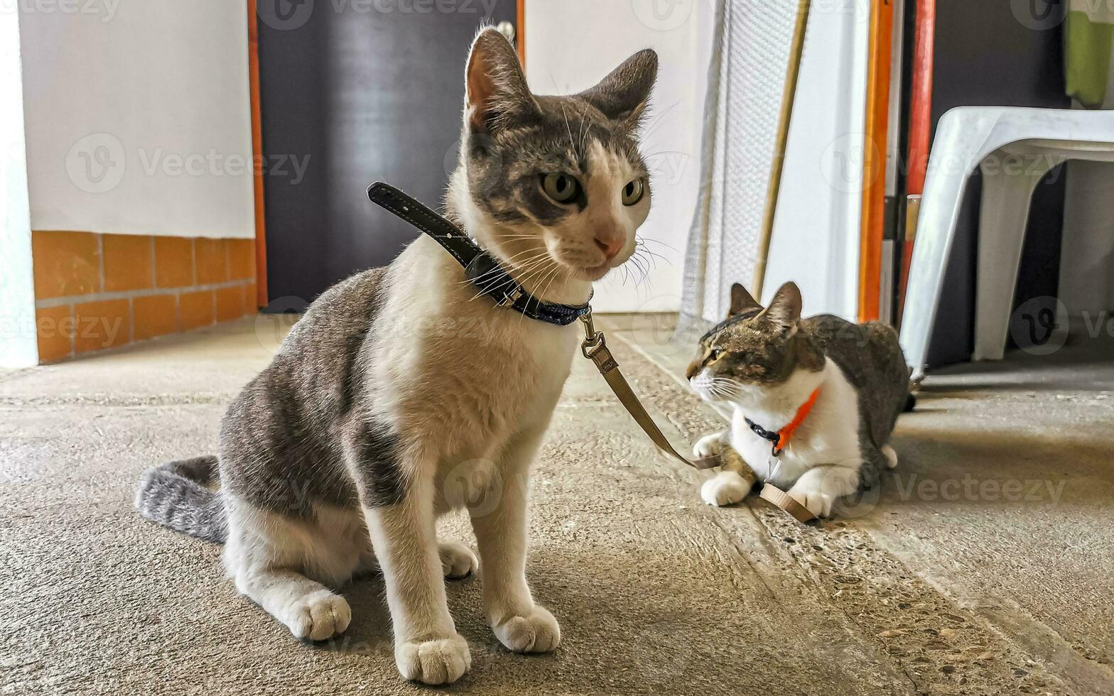 Cute cat cats tethered with collar in Mexico. photo