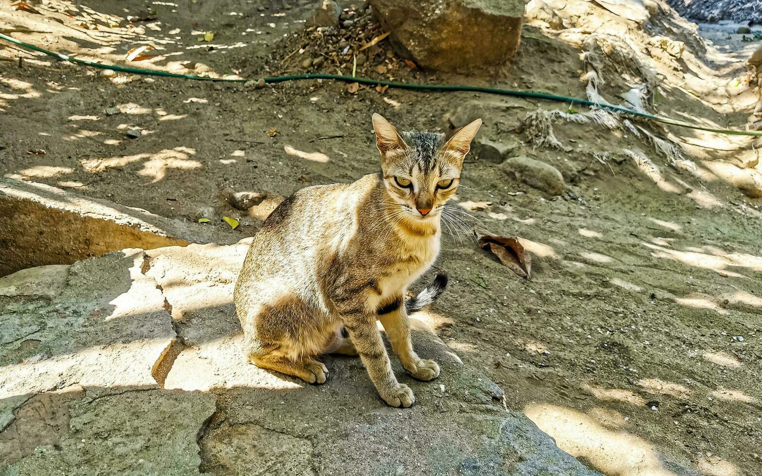 Cute stray cat living outside in free nature. photo