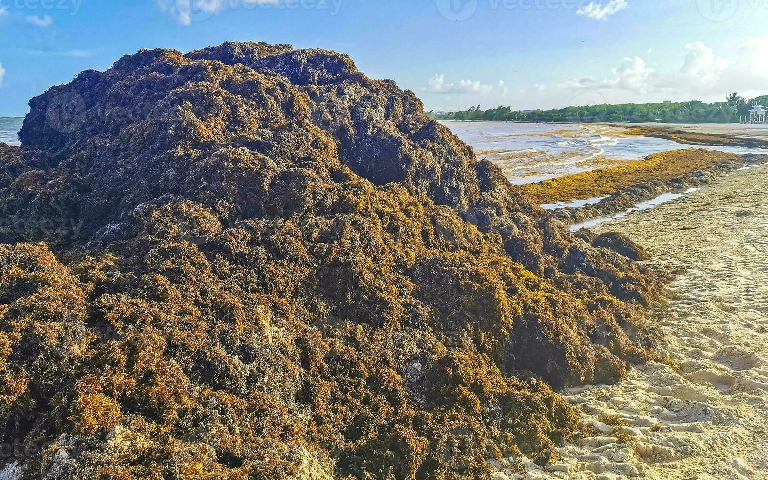 hermosa playa caribeña totalmente sucia sucio asqueroso problema de algas mexico. foto