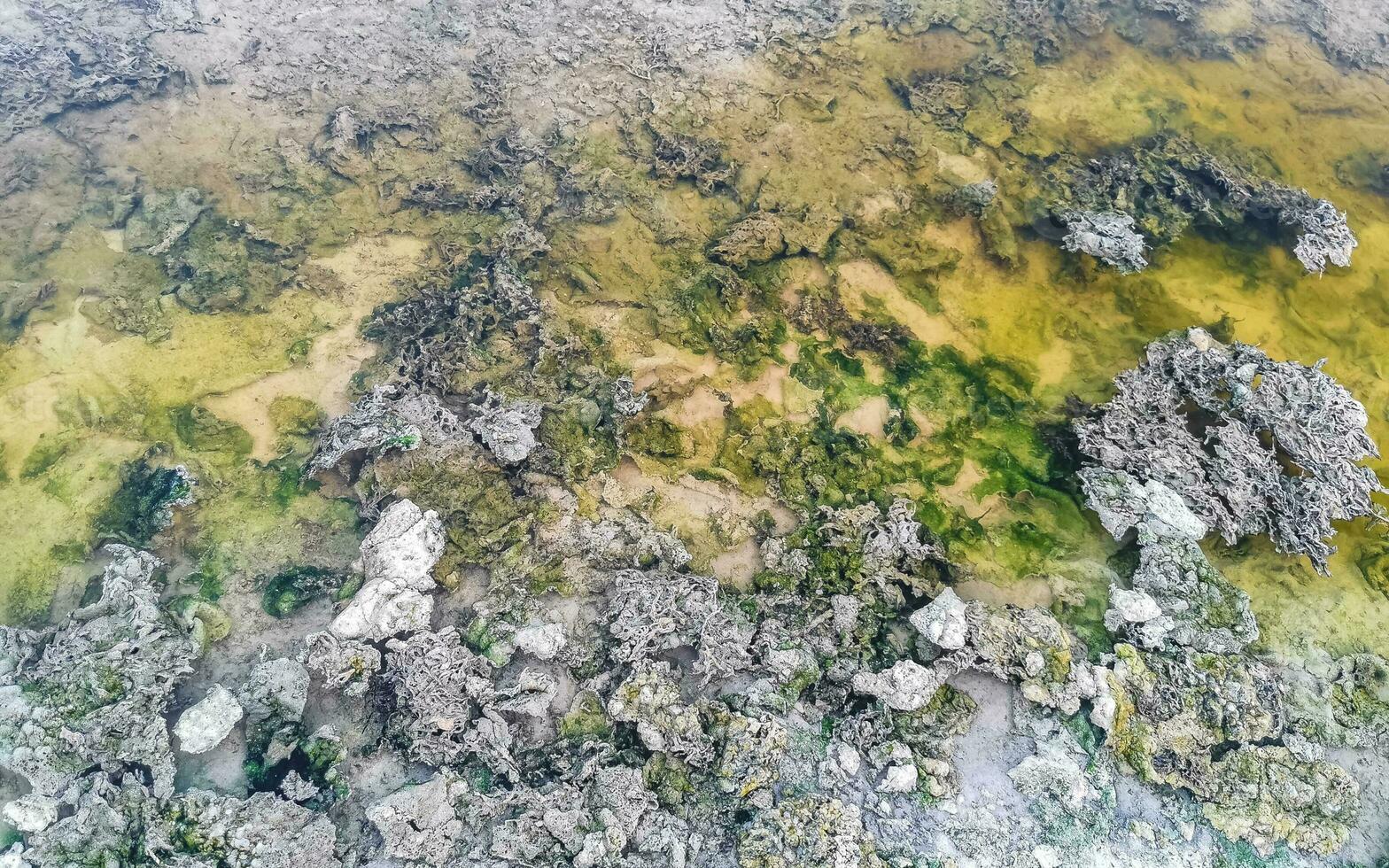 Stones rocks corals turquoise green blue water on beach Mexico. photo