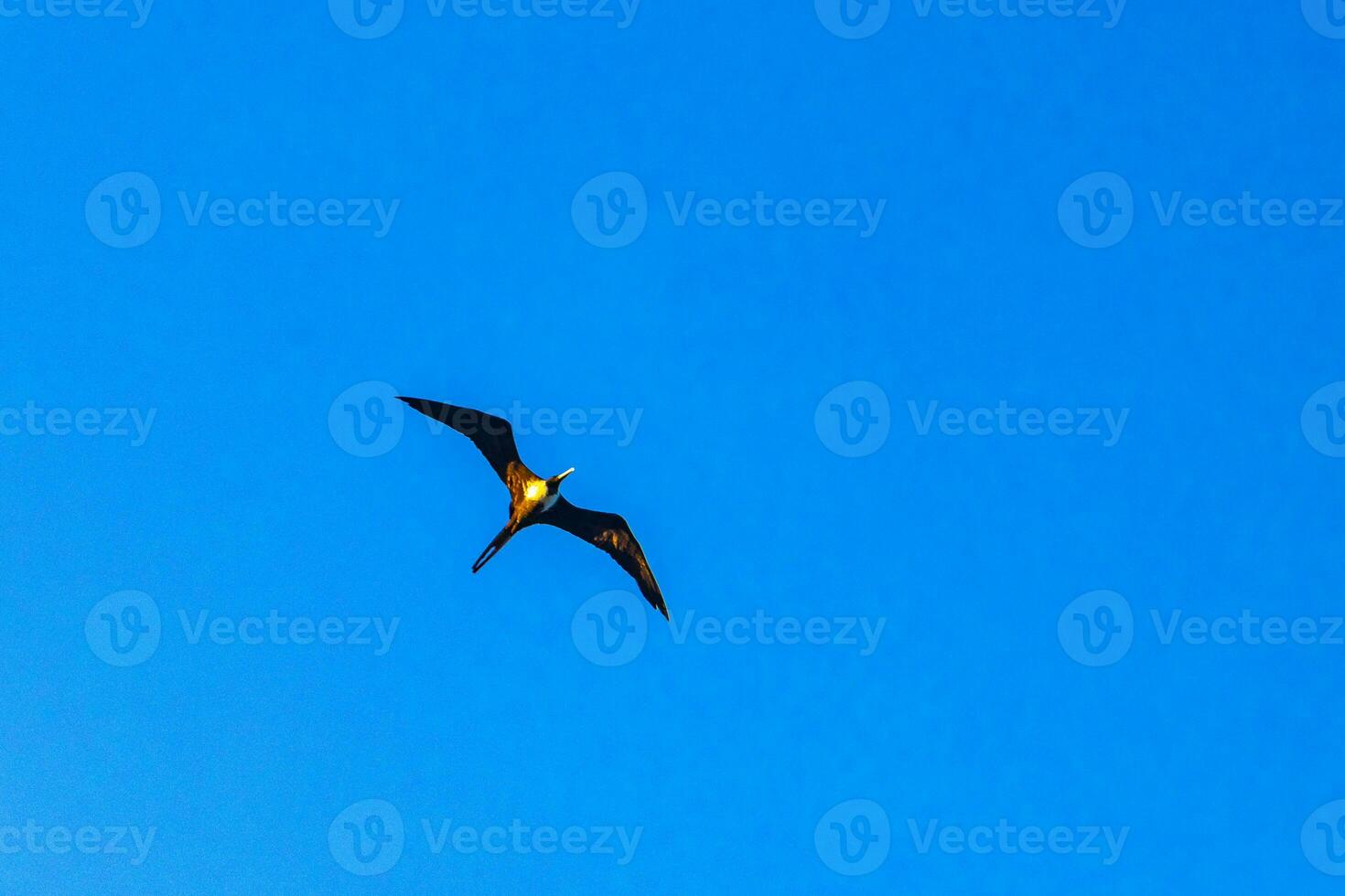 Fregat birds flock fly blue sky clouds background in Mexico. photo