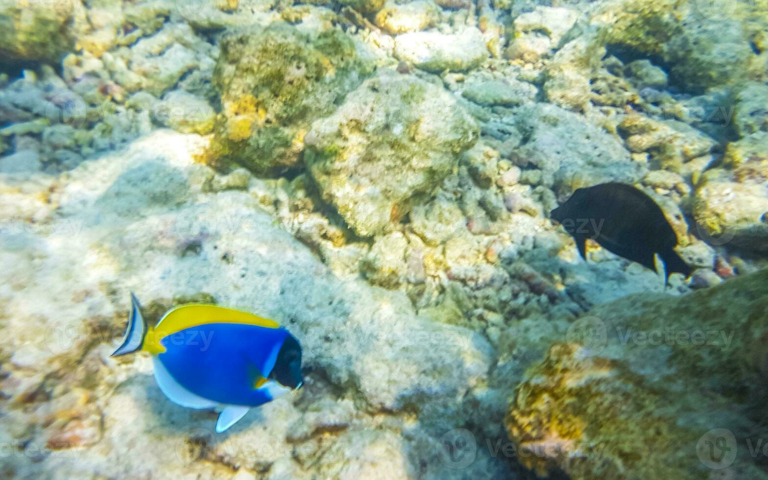 Snorkeling underwater views fish Corals turquoise water Rasdhoo island Maldives. photo